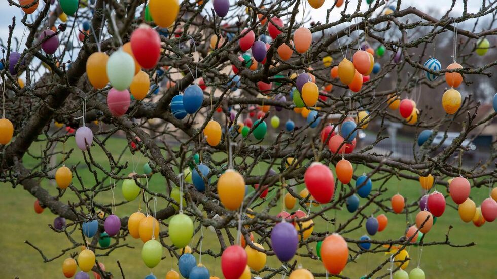 Geschmückt mit knapp 2.000 bunten Ostereiern ziert der Osterbaum den Vorgarten von Famile Range in Oybin.  Geschmückt mit knapp 2.000 bunten Ostereiern ziert der Osterbaum den Vorgarten von Famile Range in Oybin.