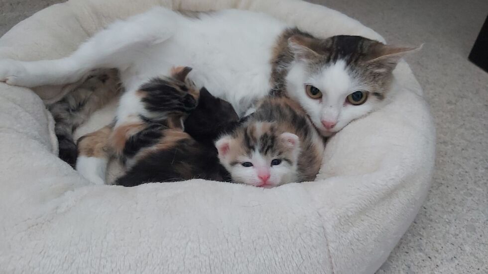 Runa kam trächtig ins Tierheim, für ihre drei Kitten gabs ein Happy End. Sie können vermittelt werden.