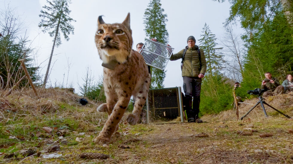 Luchsdame Nova, so ein Luder, trieb die Lust in Richtung Thüringen, wo sie hofft, auf einen Kater zu treffen. Luchsdame Nova, so ein Luder, trieb die Lust in Richtung Thüringen, wo sie hofft, auf einen Kater zu treffen.