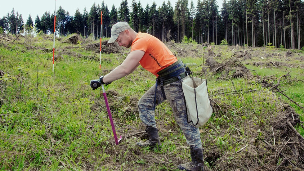 Waldarbeiter von Sachsenforst pflanzt Bäume