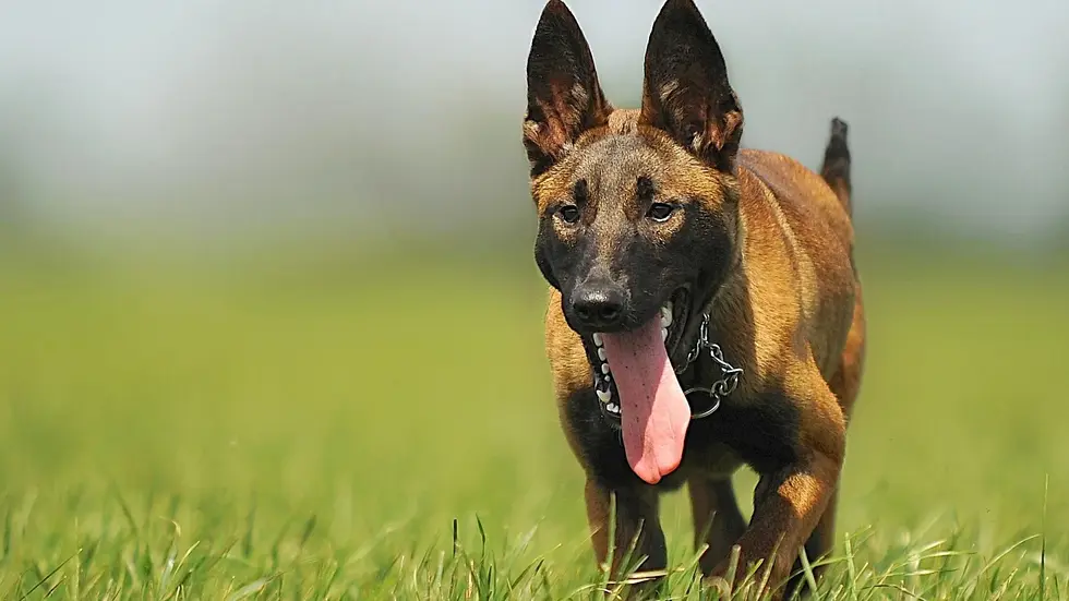 Die Polizei sucht solch einen Malinois, einen belgischen Schäferhund. Seine Spezialität: Drogen und Geld. Die Polizei sucht solch einen Malinois, einen belgischen Schäferhund. Seine Spezialität: Drogen und Geld.