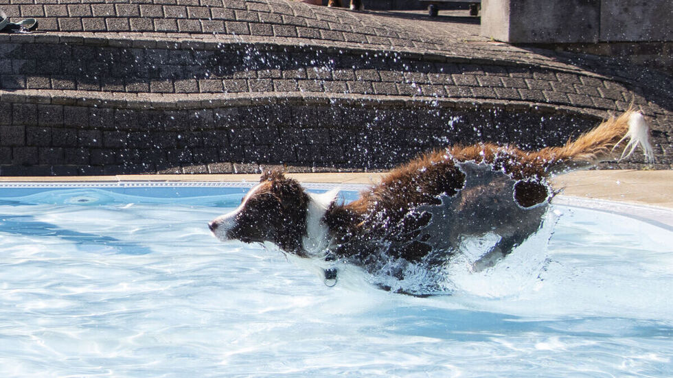 Saisonabschluss im Freibad: Hundeschwimmen, der tierische Badespaß! 