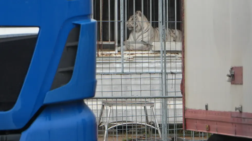 Einer der Tiger nach dem Angriff. Einer der Tiger nach dem Angriff.