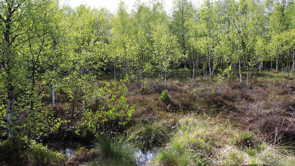 Die Stengelhaide ist ein Beispiel für ein artenreiches Hochmoor.